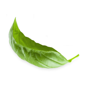 leaves_2.png